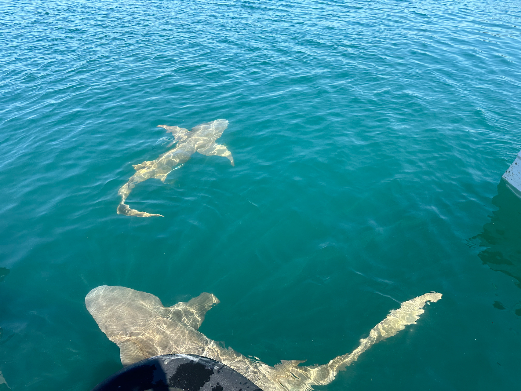 Sharks swimming in the Kimberley