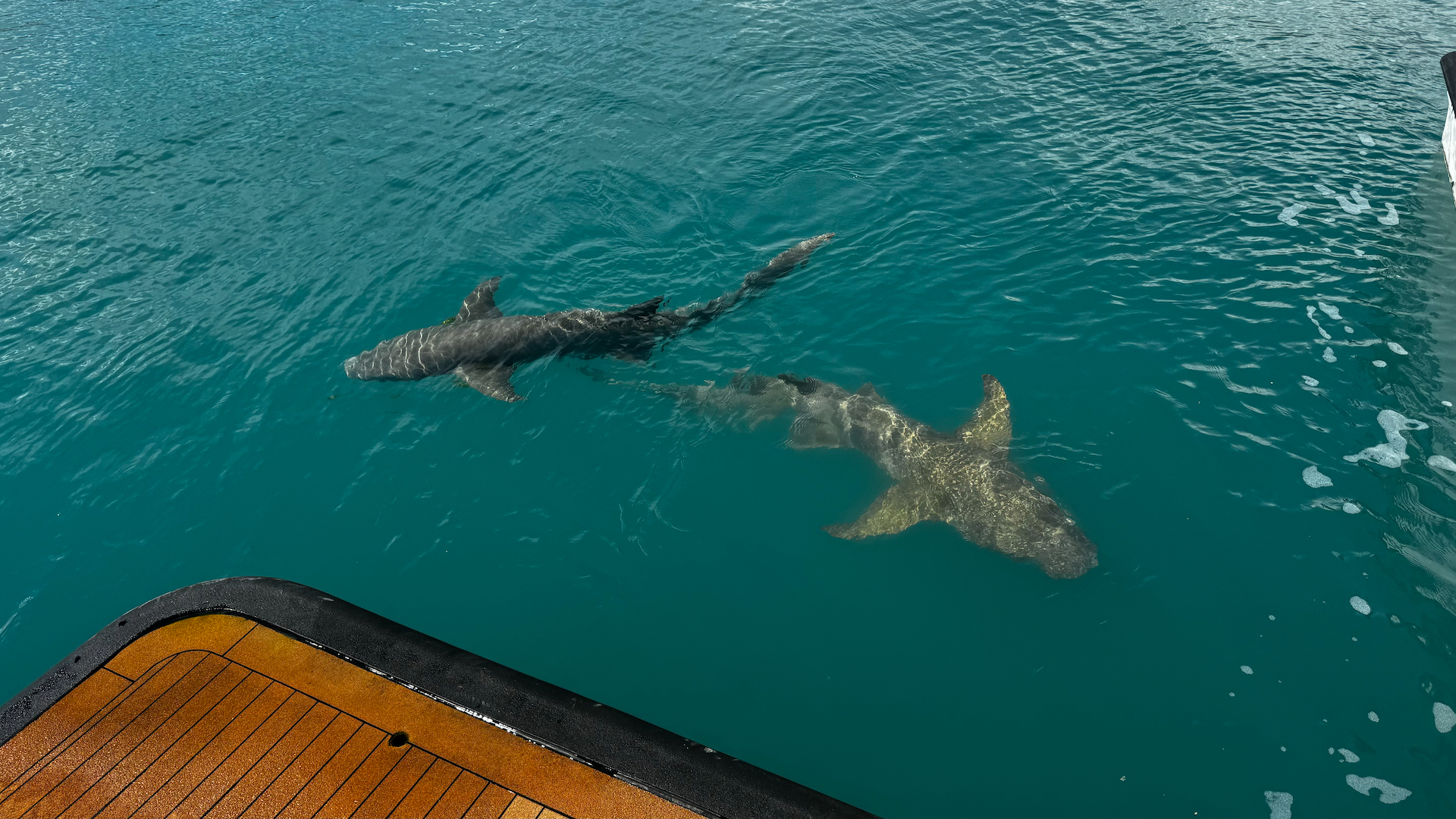 Kimberley Sharks