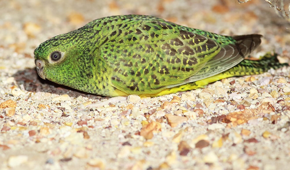 Night Parrot