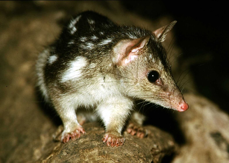 Northern Quoll